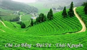 Kết quả hình ảnh cho Äại từ thái nguyên